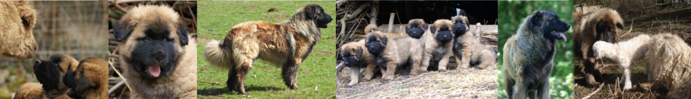 bannière de chiens estrela 